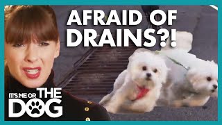 Maltese Trio are Terrified of Storm Drains | It's Me or The Dog
