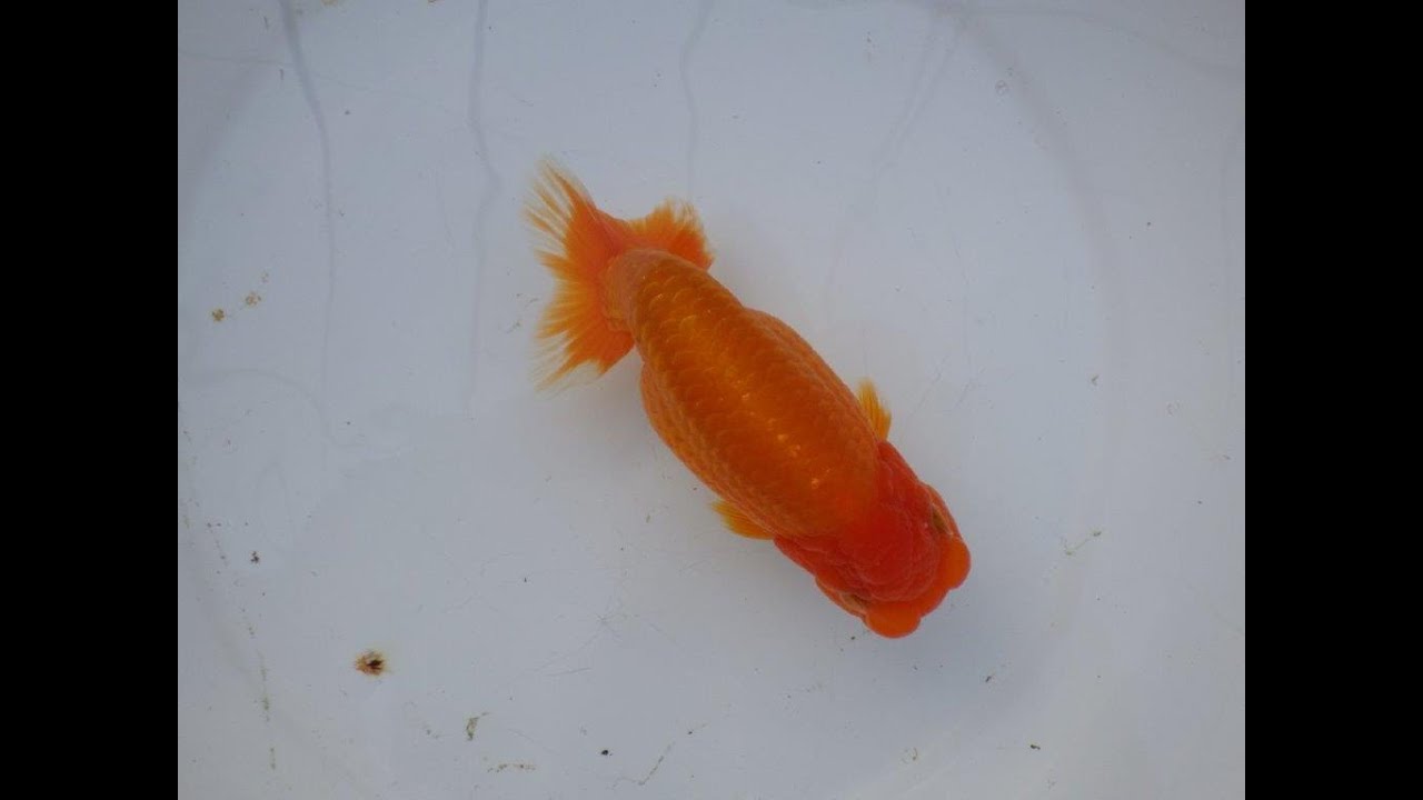 愛知超優良系統様】飼い込みお勧め！当歳らんちゅう 四ッ尾 二本舵 約