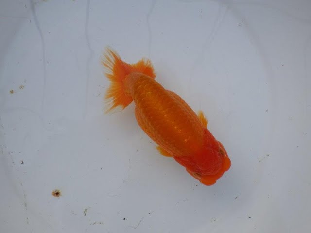 愛知超優良系統様】飼い込みお勧め！当歳らんちゅう 四ッ尾 二本舵 約