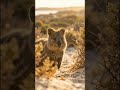 Top 3 Cutest Animals on the Planet (You’ll Melt)
