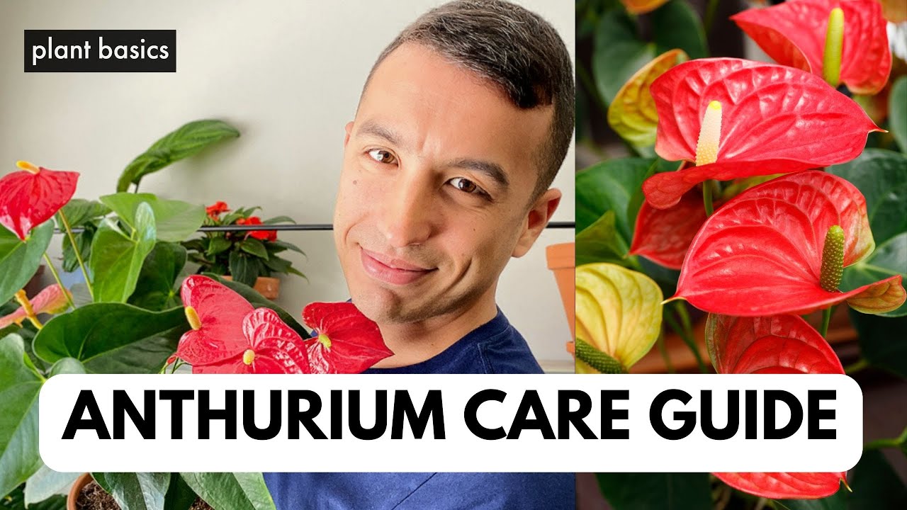 Anthurium (Flamingo Flower) Care Guide