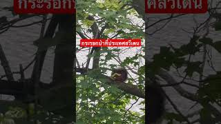 18-6-2026 #ชมกระรอกป่า #แทะอาหาร #ประเทศสวีเดน #Let's watch a wild squirrel #eating food #in Sweden.