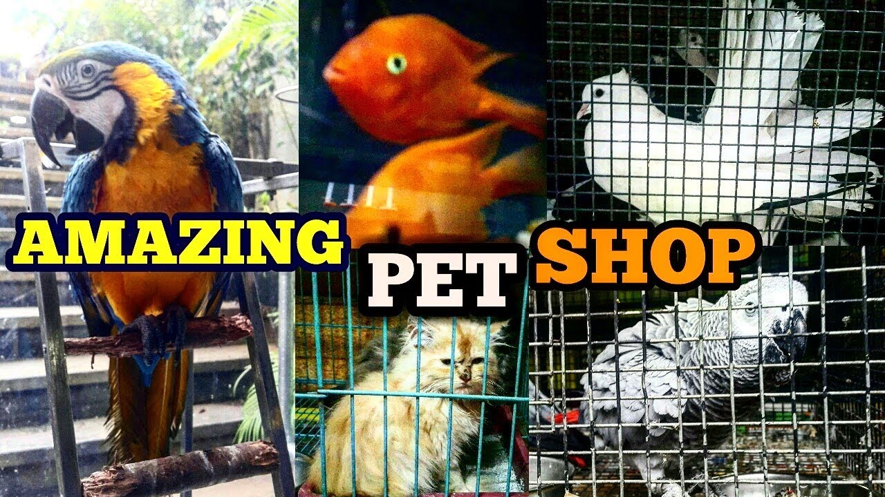 pet market shivaji nagar