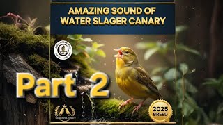 Download Lagu Suara Merdu Burung Kenari Water Slager #kbf #nbb #importedwaterslagercanary #RoyalBirdsEmpire  MP3