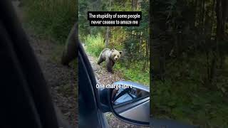 What Really Happens When a Grizzly Bear Spots You #animallife #animalfacts #facts #animalknowledge