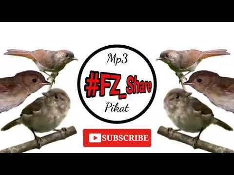 Mp3 Pikat Suara Burung Flamboyan