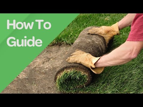 Budget Turf | Online Soil