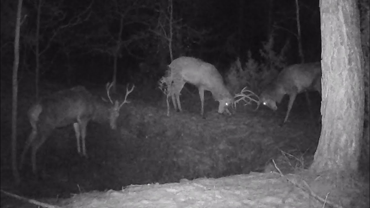 Jelenie ustalają hierarchię, Sroki, bażanty i nawet zając się pojawił. Okiem fotopułapki #76 🦌🐦🐇🌲