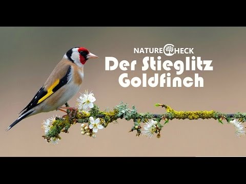 der-stieglitz--the-goldfinch