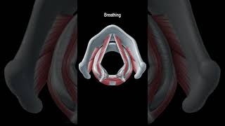 Vocal Cord Muscles Adduction And Abduction