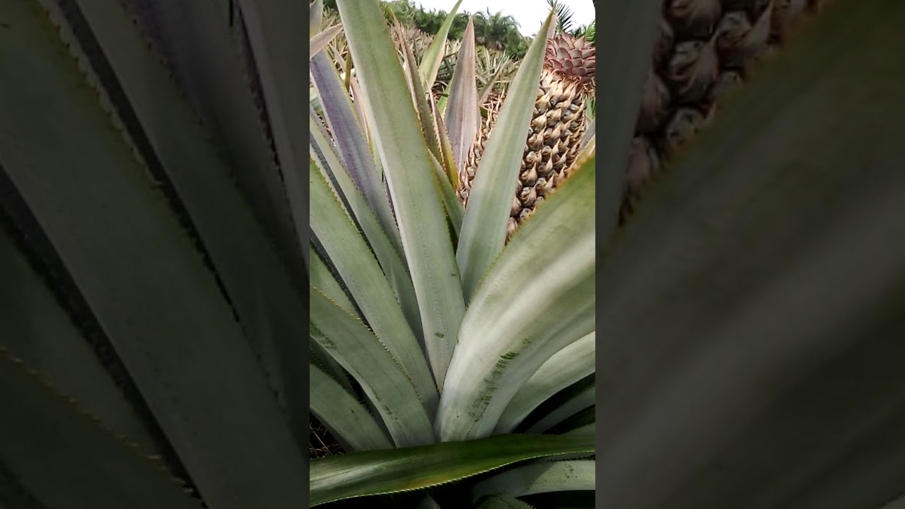 Budidaya nanas madu 