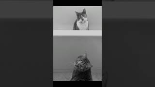 Download Lagu Cats | Cute \u0026 Crazy Cats #Shorts MP3