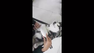 Husky Dog Brushing Session