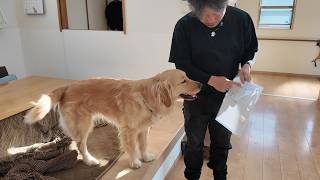 視聴者さんからの質問に答えます。我が家は、、、【Golden Retriever japan】