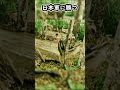 敗戦から学び英雄になった指揮官#ゆっくり軍事解説 #ww2 #shorts