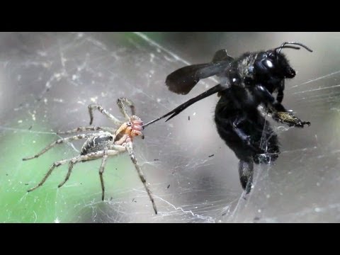 ПАУК И ПЧЕЛА (spider attacks xylocopa valga)