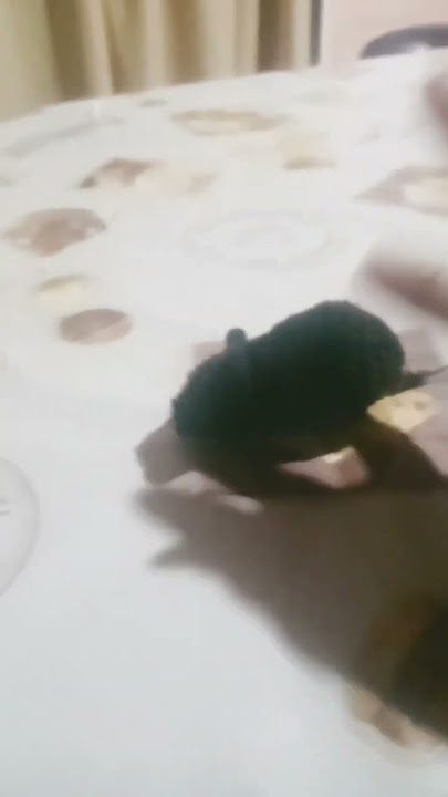 la aparición de ratin