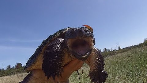 Catching a snapping turtle with bare hands