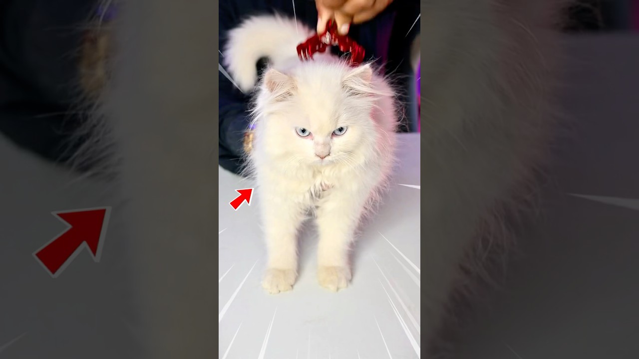 Cat Vs Clature Myth 🤯 