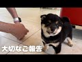みなさんに大切なご報告があります【豆柴ロアくん】