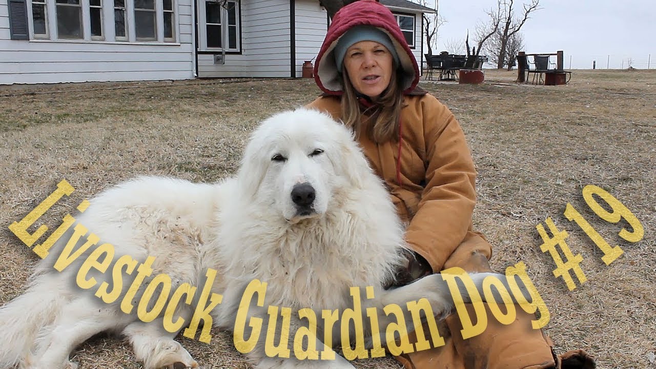 Livestock Guardian Dog Update