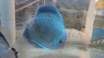 Blue diamond Discus | Cá Dĩa Lam nuôi con| Chapeau Aquarium