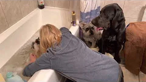 Watch the video about Adorable Elderly Cat Takes A Bath