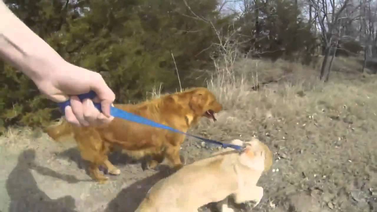 Η μικρή σκυλίτσα συναντάει την μαμά της μετά από 4 μήνες!