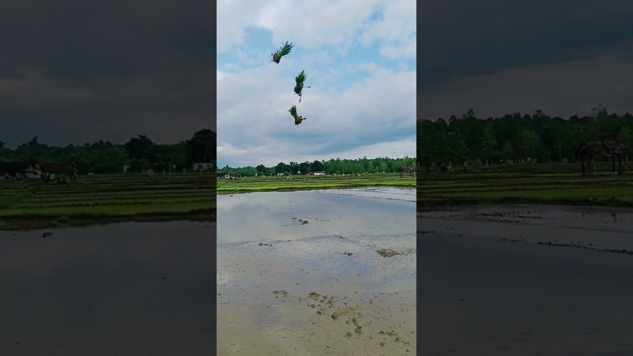 Dhan Ropai 2k80/The SCK07