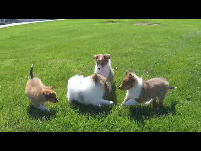 The Power of Combining Pomeranian and Shetland Sheepdog: The Ultimate Companion 3 sddefault