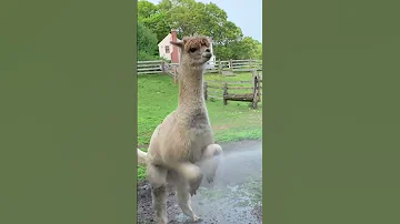 Cute Alpaca LOVES Taking A Shower 