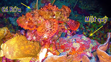 T10 - Lặn Biển Trường Sa | Thành Quả Sâu 8 Tiếng Lặn Biển Là Cá Mặt Quỷ Đắt Giá-Kiếm 5 Triệu