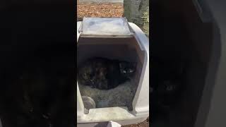 Violets rescue by Brooklyn Animal Action 17 views 1 year ago 3 minutes, 8 seconds