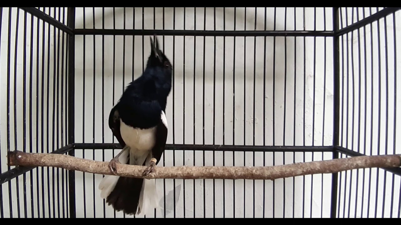 Kacer Gacor l Bikin Burung Kacer Anda Tambah Joss.. 
