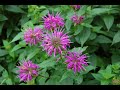 Deadheading Bee Balm