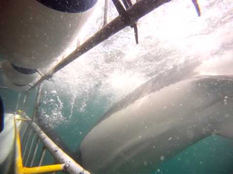 Vídeo: Busseig en gàbia amb grans taurons blancs a Sud-àfrica