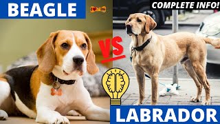 Labrador Retriever vs Beagle | Which Breed Is Perfect | Comparison In Hindi - I LOVE DOGS by I LOVE DOGS 11,415 views 2 years ago 5 minutes, 5 seconds