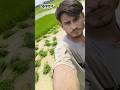 किसान 👳 #farminglife #villagerlifestyle #farming #kisan #newsong #trendingshorts #shortvideo
