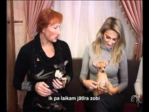 Вопрос: Сколько зубов у собаки породы русский той?