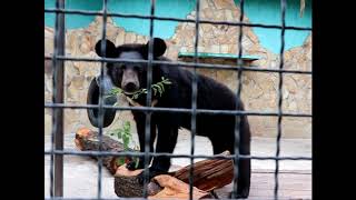 Гималайские мишки, Умка, Ульяна и смородина) Тайган Himalayan bears, Umka, Ulyana and currant)Taigan