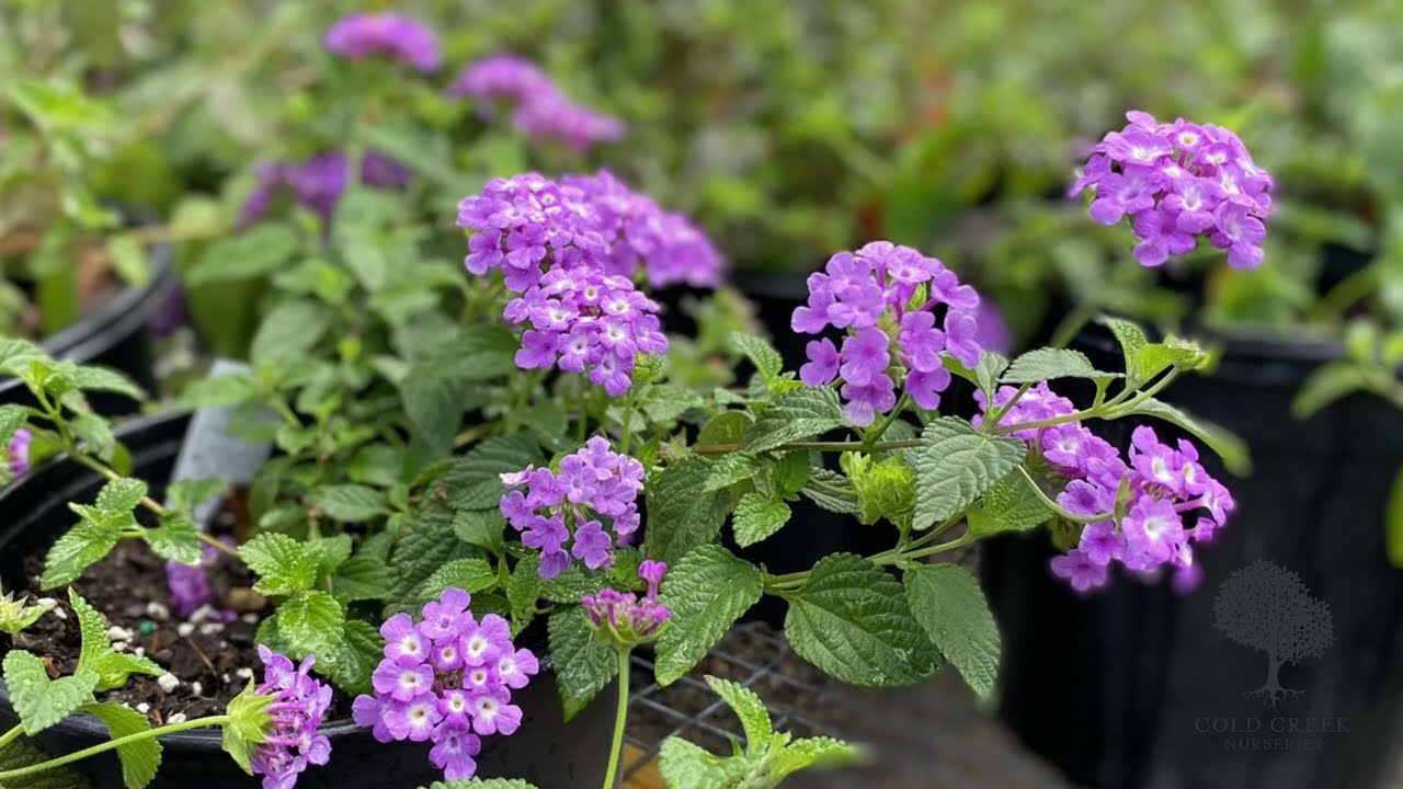 flower of money plant 100 Money Plant Flower Seeds main image 1