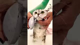 Click This Link To Watch The Httpsyoutubecomshortsqbthmr qhrwsilvwzww by1up1sjn