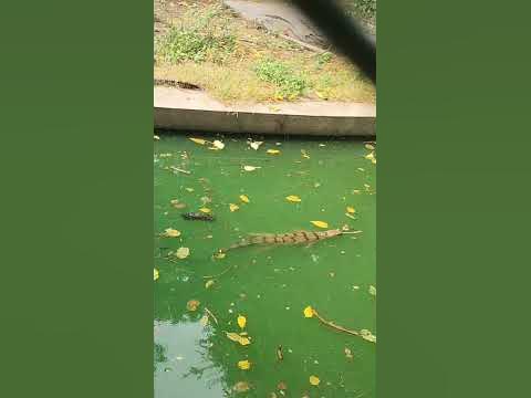#07 crocodile 🐊 video status status video for whatsapp #viral #
