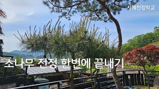 소나무 전정 한번에 끝내기 #178사계전정학교 24 04 27