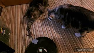 Turn your vacuum robot into a cat toy