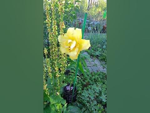 Лилия Экзотик Сан! - YouTube