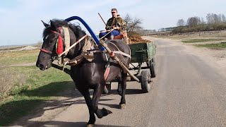 картинка: ЛОШАДИ В РАБОТЕ🐎ВОЗИМ НАВОЗ НА АЗЕ💪🔥🐎