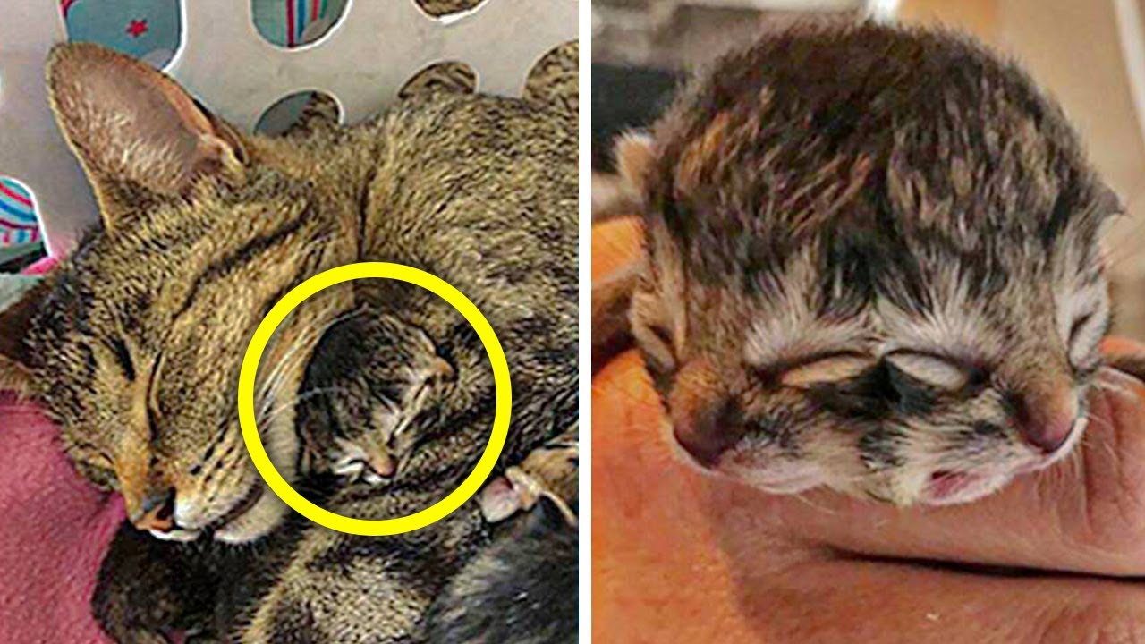 Biscuits And Gravy, The Two Headed Cat, Tragically Dies Just Three Days