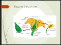 HRT125 Unit 2 Part 2:  Plant Structure and Physiology