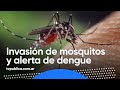 Alerta Mosquitos: Prevención y Cuidados contra el Dengue - En Casa